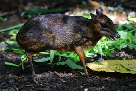 animals that only found in the philippines|22 Wild Animals in the Philippines [Wildlife in the Philippines].